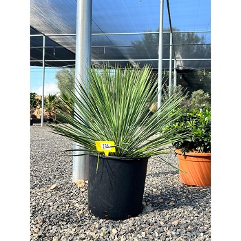 REF136 YUCCA LINEARIFOLIA POT DE 10 LITRES