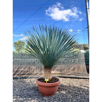 REF135 YUCCA ROSTRATA COUPE DE 60CM