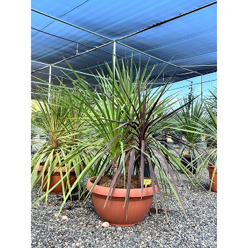 REF137 CORDYLINE MIX GRUPO COUPE DE 60CM
