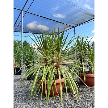 REF138 CORDYLINE TORBAY DAZZLER GRUPO COUPE 60CM