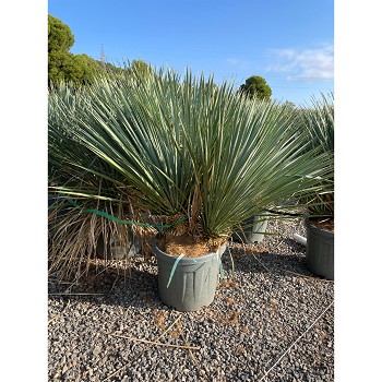REF139 YUCCA ROSTRATA DOUBLE TRONCS 20 LITRES 