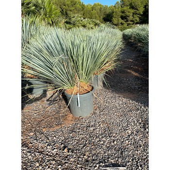 REF140 YUCCA ROSTRATA DOUBLE TRONCS 25 LITRES 