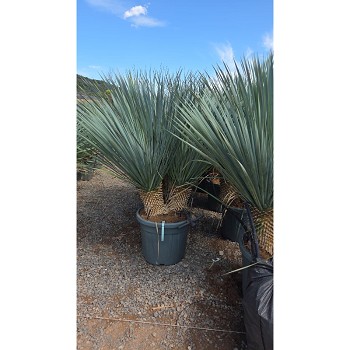 REF141 YUCCA ROSTRATA DOUBLE TRONCS 35 LITRES