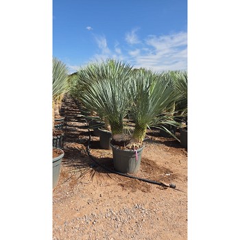 REF142 YUCCA ROSTRATA DOUBLE TRONCS 45 LITRES 