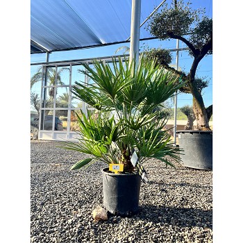REF7 CHAMAEROPS HUMILIS POT DE 10 LITRES