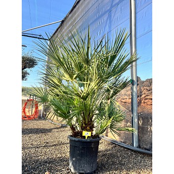 REF9 CHAMAEROPS HUMILIS POT DE 20 LITRES