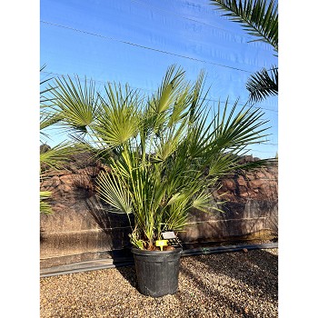 REF11 CHAMAEROPS HUMILIS POT DE 30 LITRES 