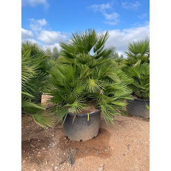 REF143 CHAMAEROPS HUMILIS POT DE 375 LITRES 