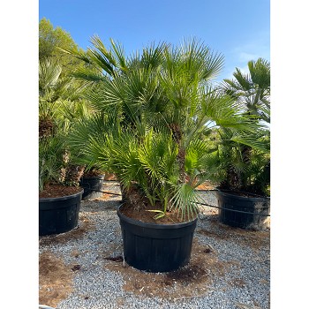 REF144 CHAMAEROPS HUMILIS POT DE 500 LITRES