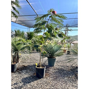 REF1 ALBIZIA JULIBRISSIN POT DE 10 LITRES 