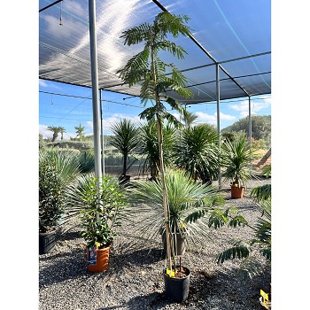 REF2 ALBIZIA JULIBRISSIN TRONC HAUT POT DE 10 LTS