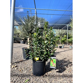 REF3 ARBOUSIER POT DE 10 LITRES