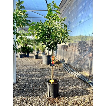 REF12 CITRONNIER / MANDARINIER / ORANGER POT 10 LT