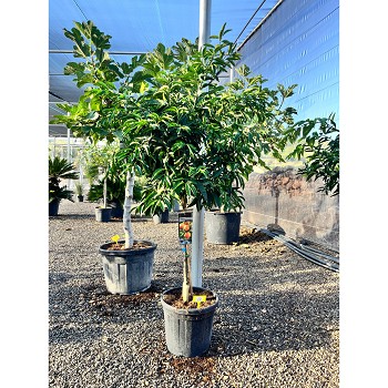 REF13 CITRONNIER / MANDARINIER / ORANGER POT 25 LT