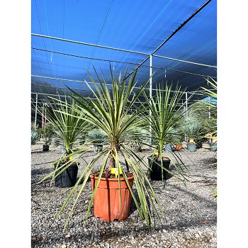 REF19 CORDYLINE TORBAY DAZZLER EN POT DE 18 LITRES