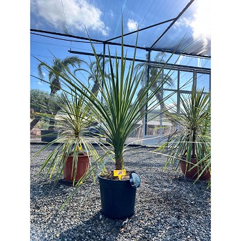 REF20 CORDYLINE INDIVISA POT DE 15 LITRES