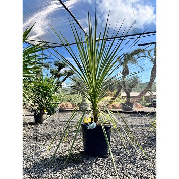REF21 CORDYLINE INDIVISA POT DE 20 LITRES