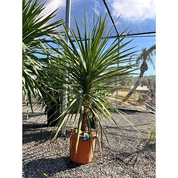 REF22 CORDYLINE INDIVISA POT DE 30 LITRES