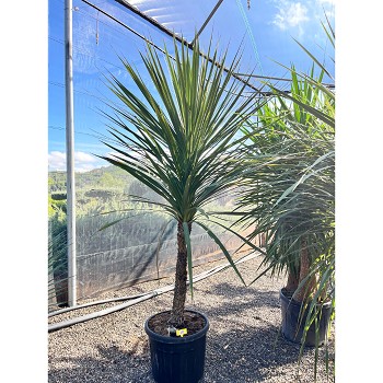 REF23 CORDYLINE INDIVISA POT DE 70 LITRES