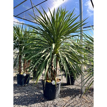 REF24 CORDYLINE INDIVISA GRUPO 2 TRONCS 70 LITRES
