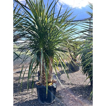 REF25 CORDYLINE INDIVISA GRUPO 3 TRONCS 70 LITRES