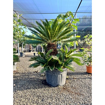REF26 CYCAS REVOLUTA EN POT DE 110 LITRES
