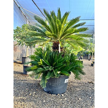 REF27 CYCAS REVOLUTA EN POT DE 160 LITRES
