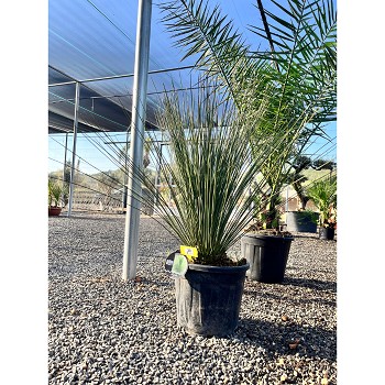 REF28 DASYLIRION LONGISSIMUM POT DE 20 LITRES