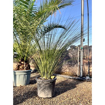 REF30 DASYLIRION LONGISSIMUM POT DE 35 LITRES