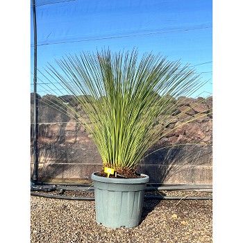 REF31 DASYLIRION LONGISSIMUM POT DE 45 LITRES