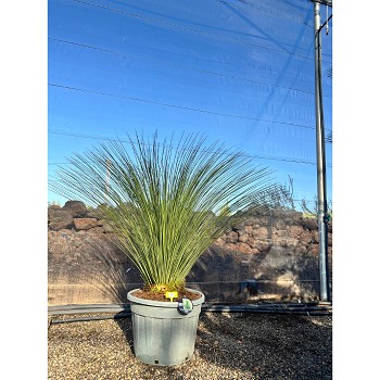 REF32 DASYLIRION LONGISSIMUM POT DE 70 LITRES 