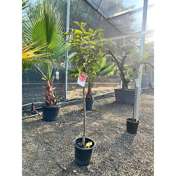 REF33 KAKI EN POT DE 10 LITRES 