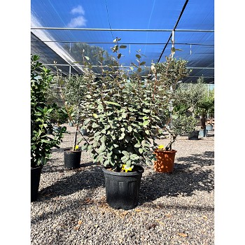 REF34 ELEAGNUS EBBINGEI COMPACTUM POT DE 18 LTRS