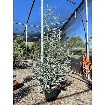 REF37 EUCALYPTUS GUNNII AZURA POT DE 35 LITRES