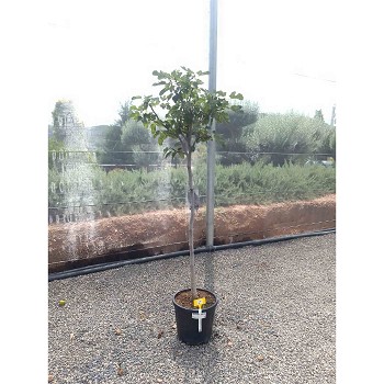REF39 FIGUIER FICUS CARICA POT DE 15 LITRES 