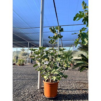 REF41 FIGUIER FICUS CARICA FORME ARBUSTE 20 LTRS 