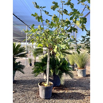 REF42 FIGUIER FICUS CARICA POT DE 35 LITRES