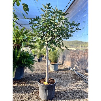 REF44 FIGUIER FICUS CARICA POT DE 55 LITRES