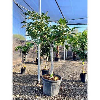 REF45 FIGUIER FICUS CARICA POT DE 70 LITRES