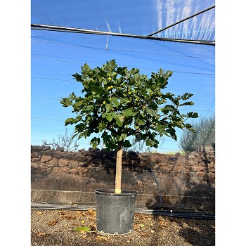 REF46 FIGUIER FICUS CARICA POT DE 140 LITRES