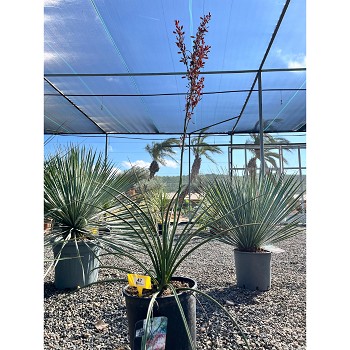 REF47 HESPERALOE PAVIFLORA POT DE 10 LITRES