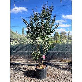 REF48 LAGERSTROMEA INDICA (LILAS DES INDES) 55 LTS