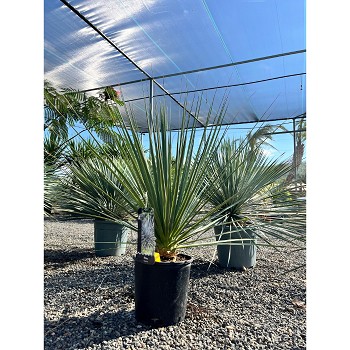 REF49 NOLINA HIBERNICA POT DE 10 LITRES 