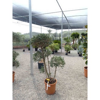 REF55 OLIVIER POMPOM POT DE18 LITRES