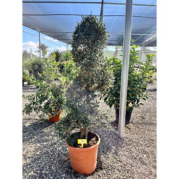 REF56 OLIVIER SPIRALE POT DE 18 LITRES