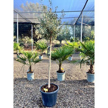 REF57 OLIVIER TIGE POT DE 20 LITRES 