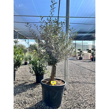 REF61 OLIVIER 1/4 DE TIGE POT DE 35 LITRES