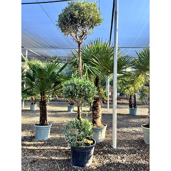 REF65 OLIVIER 3 BOULES POT DE 55 LITRES