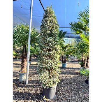 REF66 OLIVIER PYRAMIDE POT DE 55 LITRES