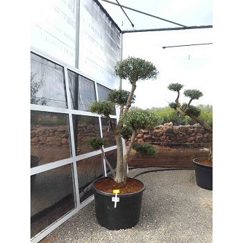 REF69 OLIVIER POMPOM POT DE 160 LITRES